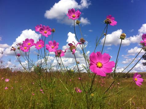 En Carreteras De Tlaxcala Seguro La Has Visto Lee 7 Datos De Esta Flor