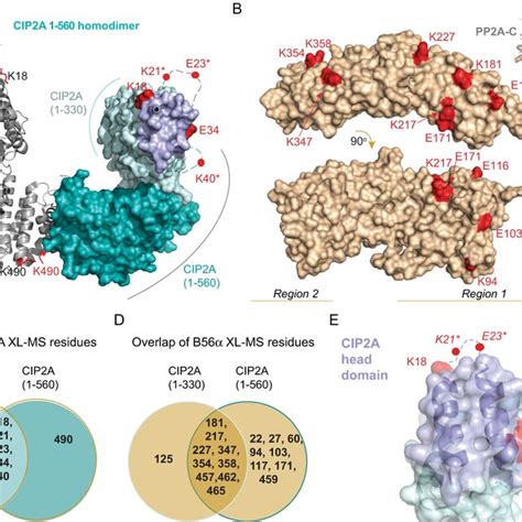 The N Terminal Head Domain Stabilizes Cip2a Protein Expression In