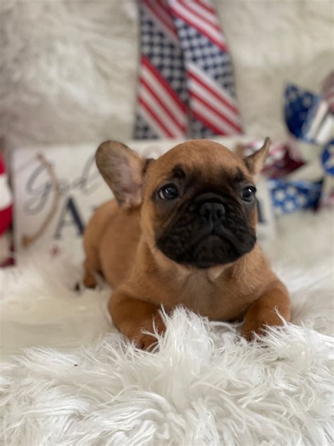 French Bulldog Female Puppy For Sale by the Breeder in Sanford NC – TarHeel Bulldogs