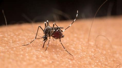 Es Tem Explos O De Casos De Dengue E Incid Ncia A Maior Do Brasil