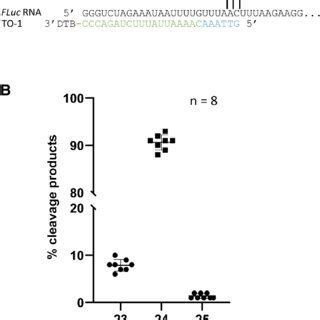 Uniform Rnase H Cleavage With Designed Targeting Oligos A