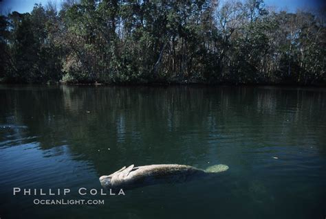 West Indian Manatee Homosassa State Park Trichechus Manatus Homosassa River Florida