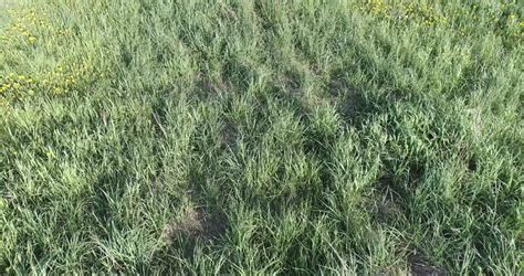 aerial marijuana field stock footage video  shutterstock