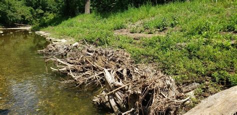 Bioengineering Field Site Reconnaissance Engineering With Nature