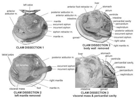 Clam Dissection Lab: Explained | SchoolWorkHelper