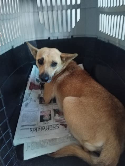 Layla - Suzanne Burger - SAVA CVC