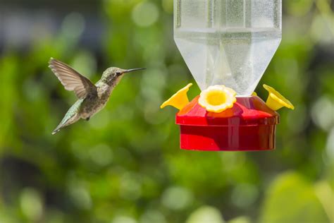 How To Hang A Hummingbird Feeder Tips To Follow