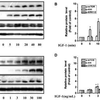 Time And Dosedependent IGF1 Increased The Phosphorylation Levels Of