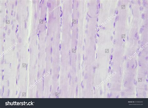 Histology Skeletal Muscle Under Microscope View Stock Photo 510980395 ...