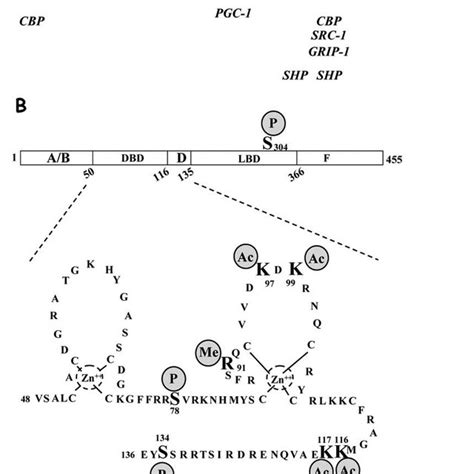 Schematic Representation Of The Hnf Protein A Functional Domains