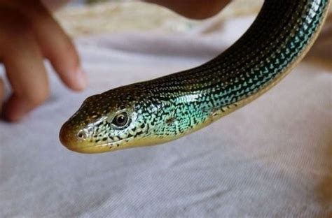 How To Identify A Legless Lizard From A Snake Orlando Science Center