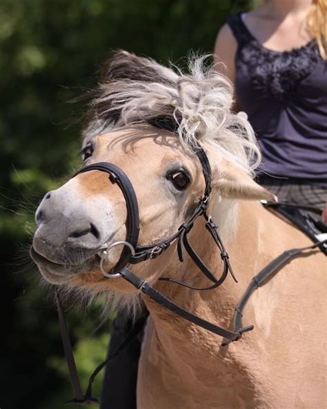 Headshaking Beim Pferd Erkennen Fundis Reitsport