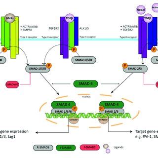 Transforming growth factor β TGF β superfamily signaling in PAH The