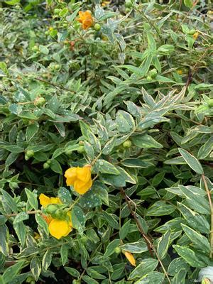 Hypericum X Moserianum Tricolor St John S Wort From Colesville Nursery