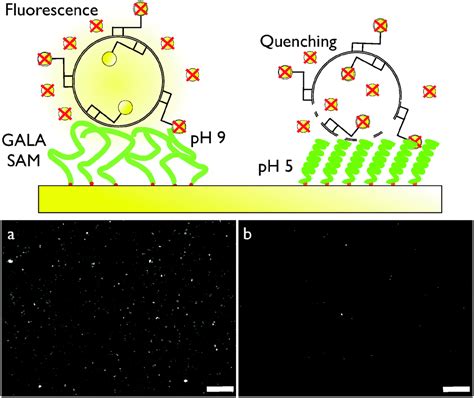 Reversible Activation Of Ph Sensitive Cell Penetrating Peptides