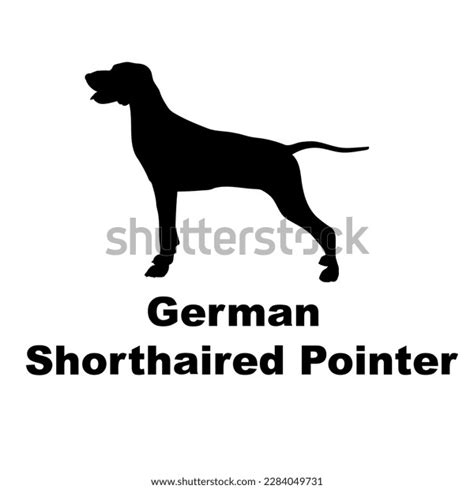 Shorthaired Pointer Dog Silhouette Vector Dog Stock Vector (Royalty Free) 2284049731 | Shutterstock