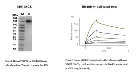 重组人VEGFR2 KDR蛋白 His标签 Human VEGFR2 KDR Protein