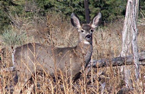 Mule Deer Hunting The Whitetail Way Harvesting Nature