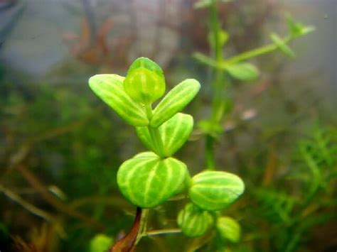 ЛИНДЕРНИЯ МЕЛКОЦВЕТКОВАЯ (Lindernia parviflora) » Домашний аквариум