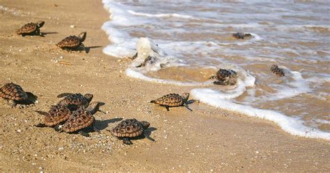 Tortugas Marinas Milenarias Pero Vulnerables Haiman El Troudi