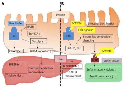 Role Of Bile Acids In The Regulation Of The Metabolic Pathways