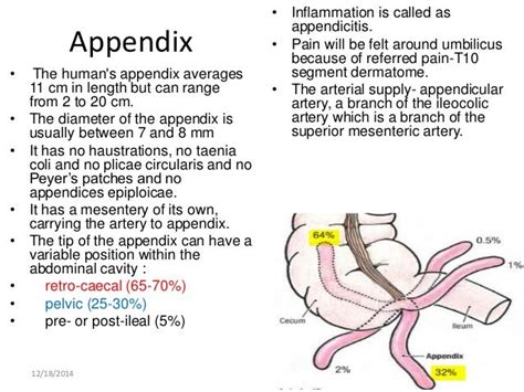 Gross Anatomy And Histology Of Ileum Jejunum