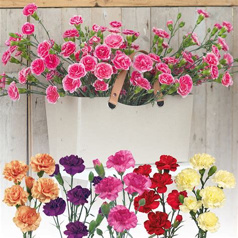 Spray Carnation Plant Collection From Mr Fothergills Seeds And Plants