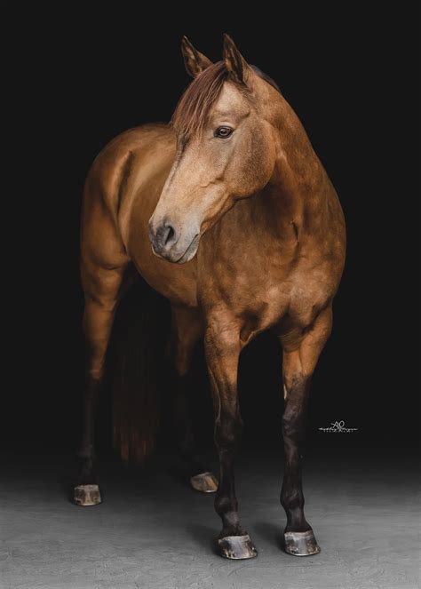 BEFORE AND AFTER: Editing Equine Portraits | Ashley Payne Photography