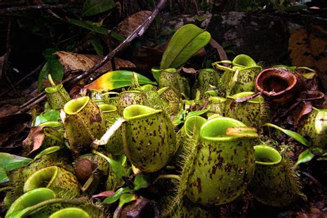 Nepenthes Entretien Fiche De Culture Plante Carnivore