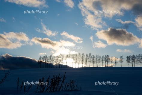 雪の丘の上のシラカバ並木と夕暮れの空 写真素材 6582119 フォトライブラリー Photolibrary