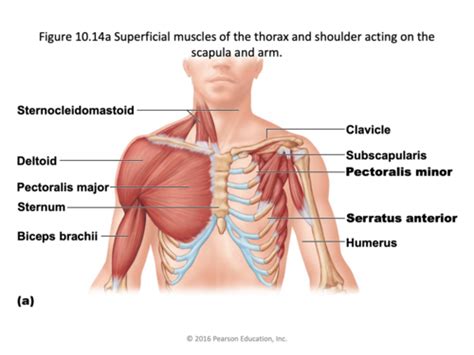 Muscles Shoulder Clavicle Scapula Area Flashcards Quizlet