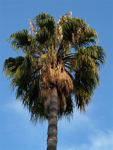 How To Grow And Care For Date Palm Trees Off