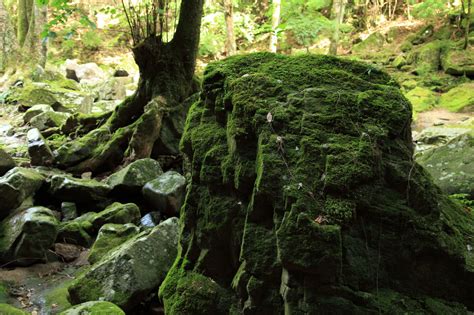 苔に覆われた岩 Bluewind～商用利用可のフリー写真素材