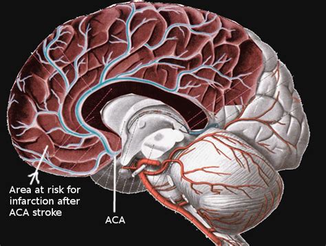 Neuroanatomy Brain Arteries Statpearls Ncbi Bookshelf