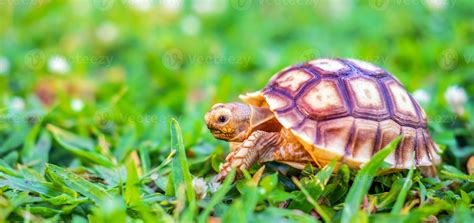 Close Up Of Sulcata Tortoise Or African Spurred Tortoise Classified As