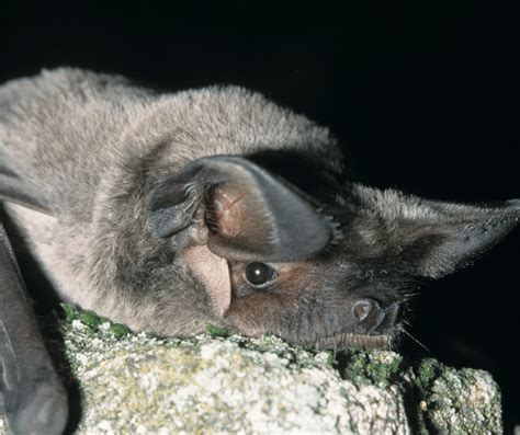 Mexican Free-Tailed Bat - Covenant Wildlife