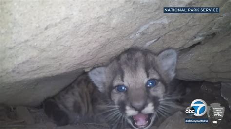 Mountain lion kittens discovered in Simi Hills - ABC7 Los Angeles