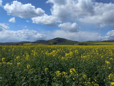 Vulkanismus In Der Eifel Geschichte Geologie Und Bedeutung J Rgens Blog