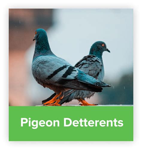 How To Get Rid Of Pigeons Pigeon Deterrents