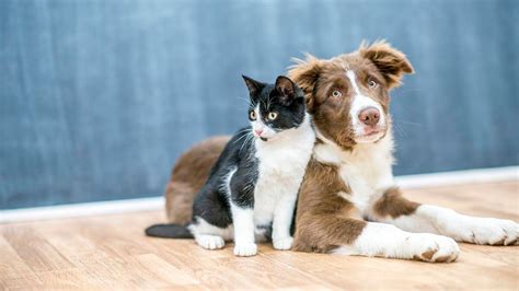 Como Socializar Gato Cachorro Amo Vira Lata