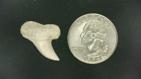 Isurus planus Shark Tooth #1 | Fossils for Sale