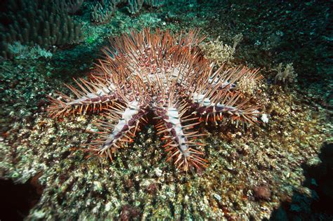 Crown Of Thorns Starfish Photograph by Andrew J. Martinez