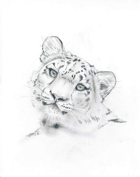 Baby Snow Leopard Drawing