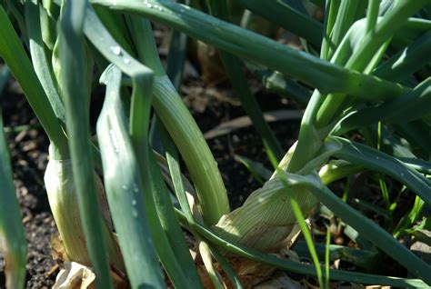 Shallots Suburban Tomato