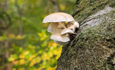 Champignons Champignon Des Arbres Photo Gratuite Sur Pixabay Pixabay