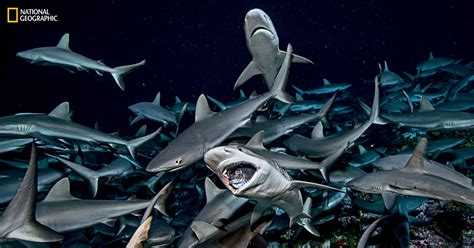 Rare Photos of a Shark Feeding Frenzy | PetaPixel