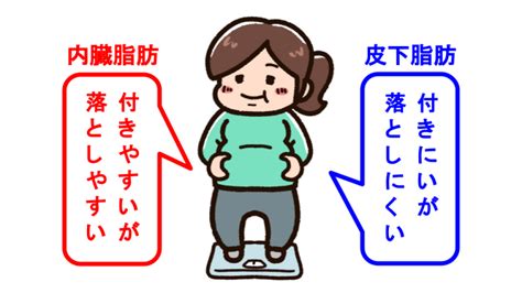 内臓脂肪とは？効率よく落とす方法や体脂肪が増えるリスクを解説｜2022年版