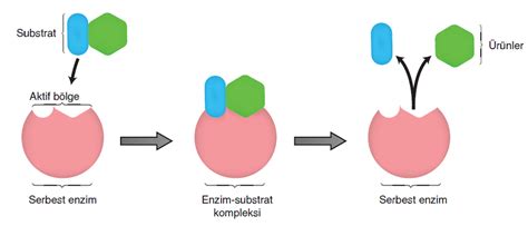 Enzim Nedir? Enzimlerin Çalışmasına Etki Eden Faktörler ve Kullanım ...