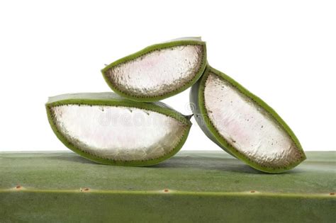 Rodajas De Hojas De Aloe Vera Aisladas En Fondo Blanco Foto De Archivo