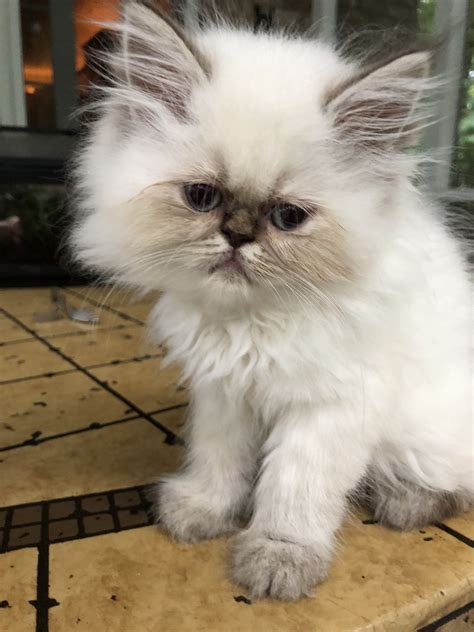 Teacup Persian Kittens For Sale Price - PETS JOURNEYS
